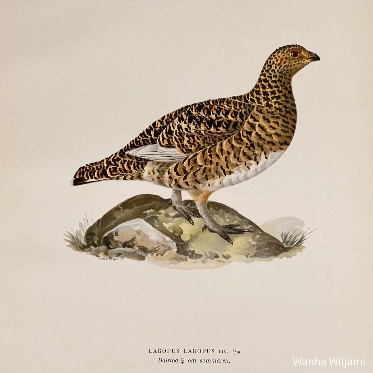 Riekko värilitografi | Wanha Wiljami