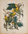 Carolinanpapukaija v&auml;rilitografia John James Audubon