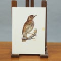 Vintage opetustaulu &ndash; Laulurastas (Turdus philomelos)
