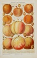 Pfirsiche und Aprikosen &ndash; Persikat ja aprikoosit kromolitografia