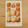 Pfirsiche und Aprikosen &ndash; Persikat ja aprikoosit kromolitografia