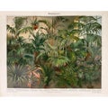 Huonekasvit 1 -  Kromolitografi