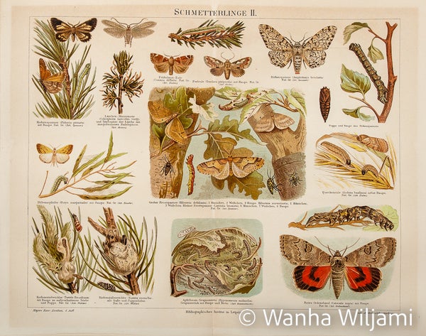 Perhosia 2  kromolitografi