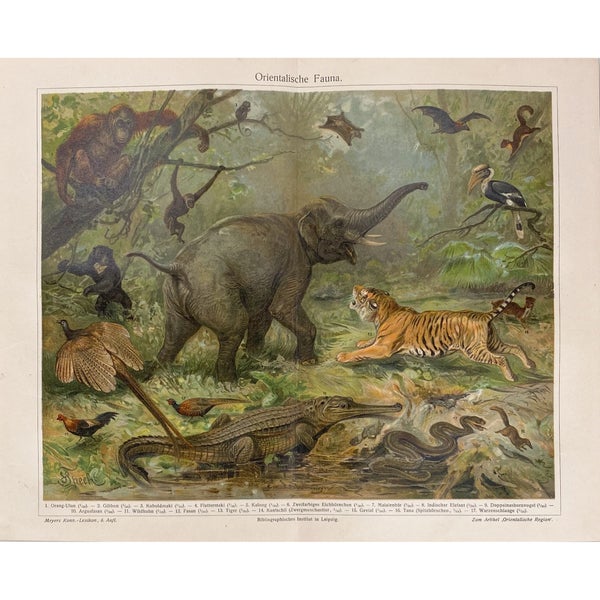 It&auml;mainen el&auml;imist&ouml; kromolitografi