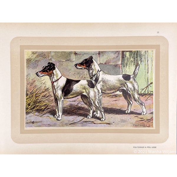 Sile&auml;karvainen kettuterrieri - Kromolitografi