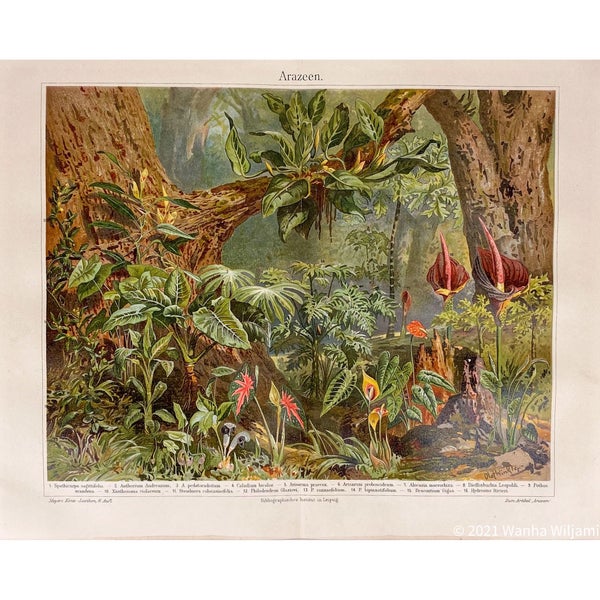 Arazeen  kromolitografi