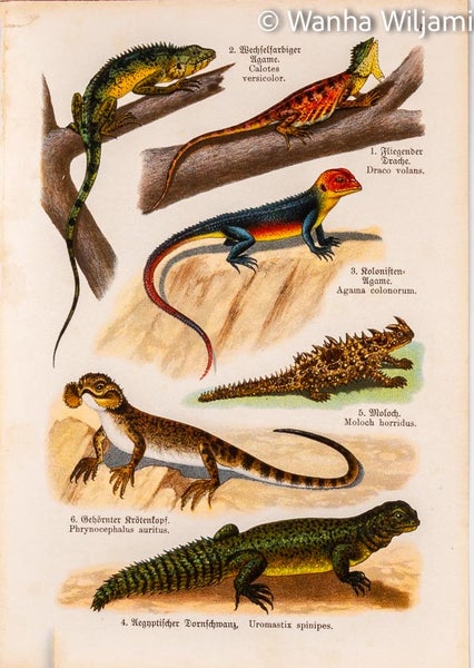 Matelijat v&auml;rilitografi