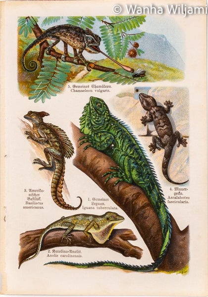 Matelijat v&auml;rilitografi