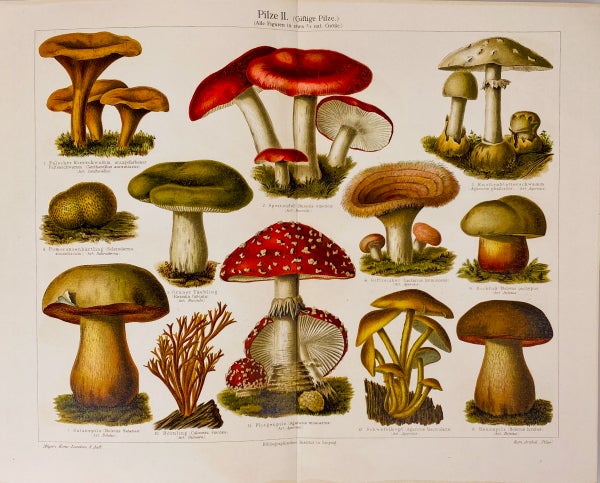 Myrkylliset sienet kromolitografi