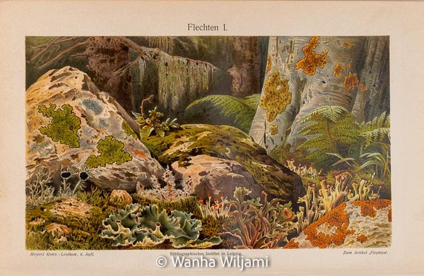 J&auml;k&auml;l&auml; kromolitografi