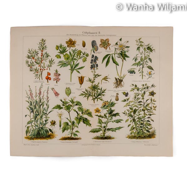 Myrkylliset kasvit II kromolitografi