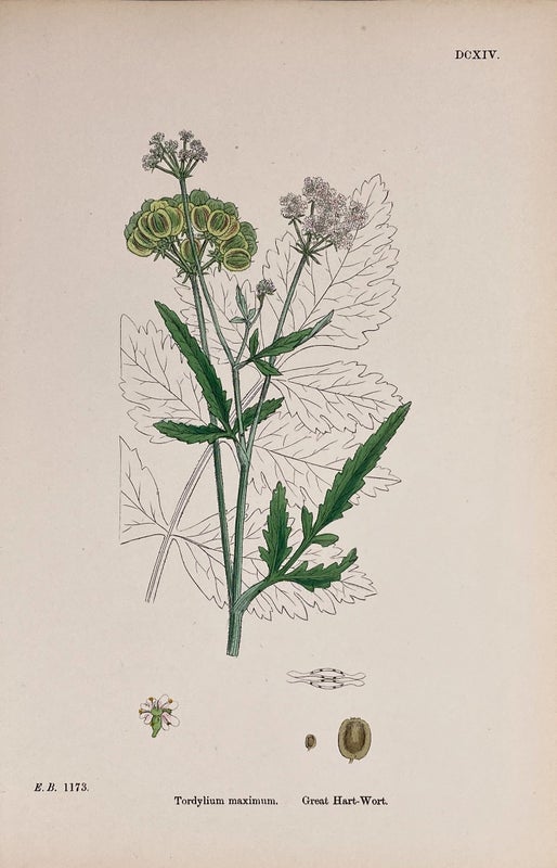 Tordylium maximum  - V&auml;rilitografi