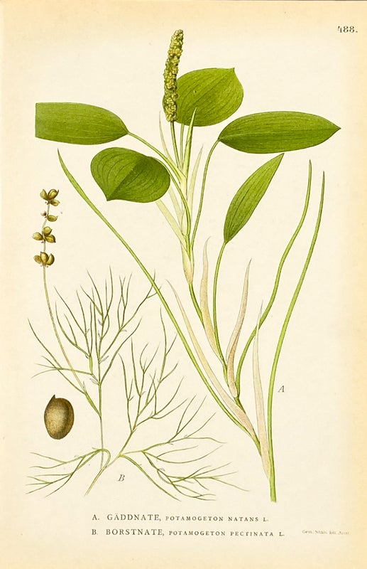 Hapsivita ja Uistinvita v&auml;rilitografia