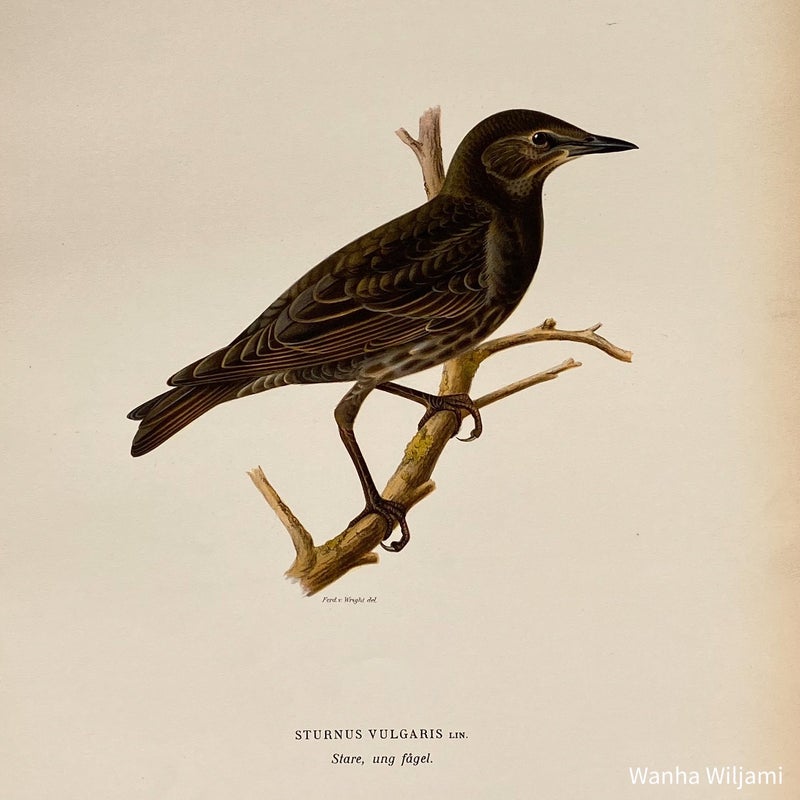 Kottarainen v&auml;rilitografi