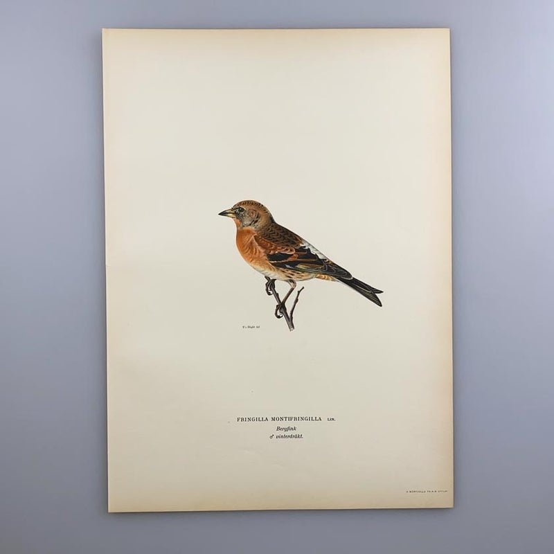 J&auml;rripeippo v&auml;rilitografi