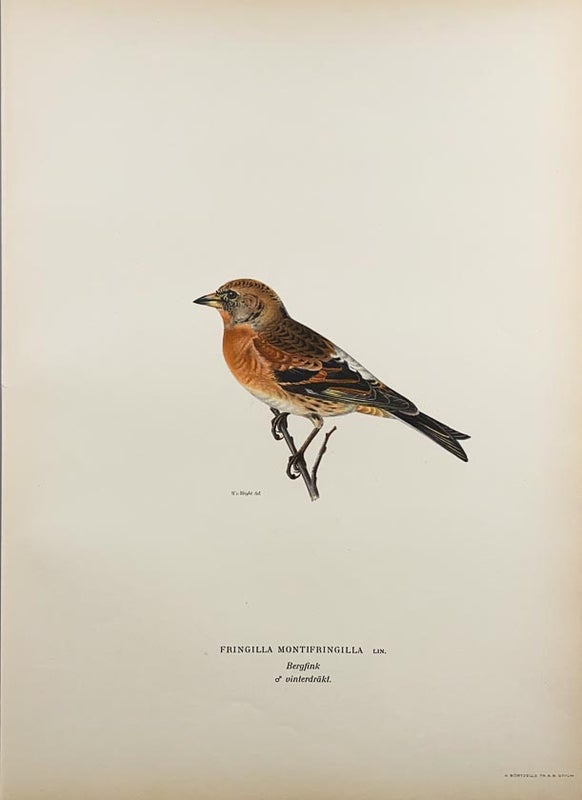 J&auml;rripeippo talviasussa v&auml;rilitografi, Von Wright.