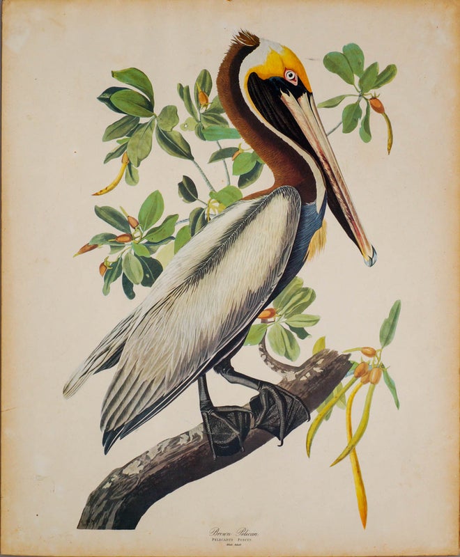 Amerikanpelikaani v&auml;rilitografia John James Audubon