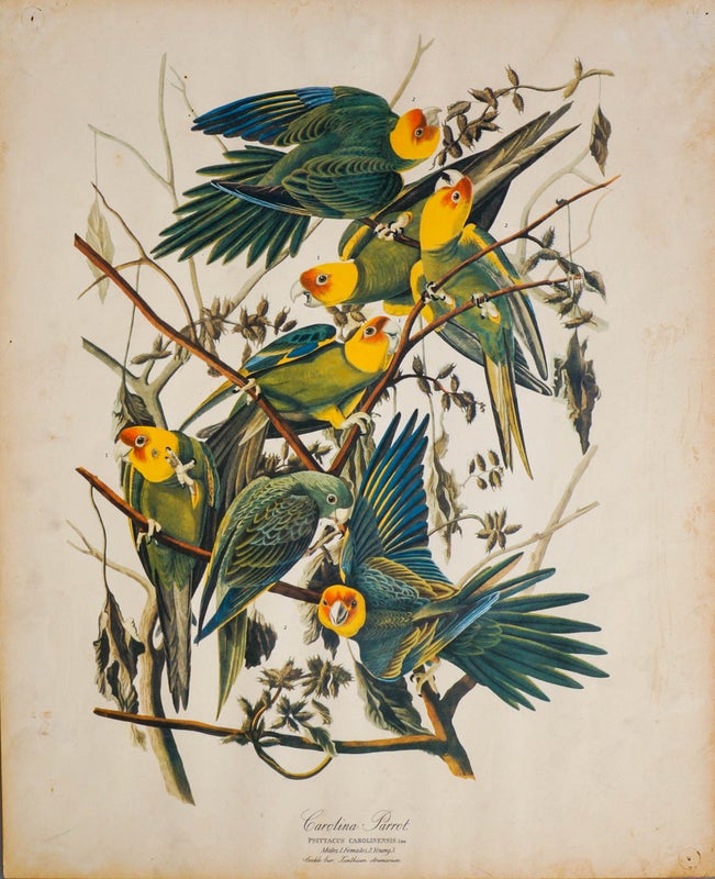 Carolinanpapukaija v&auml;rilitografia John James Audubon