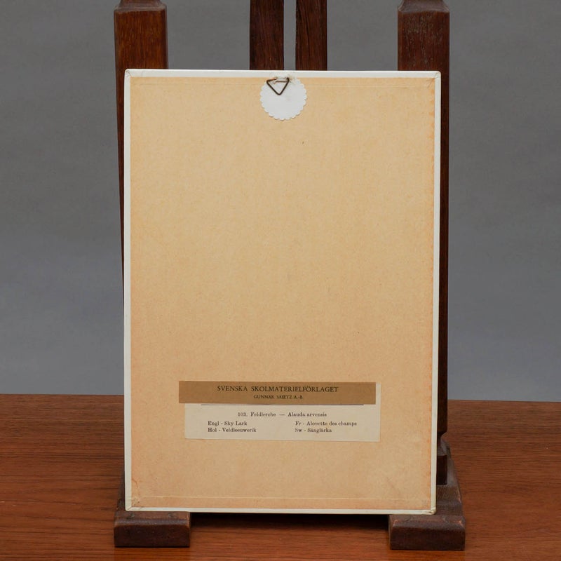 Vintage opetustaulu &ndash; Kiuru (Alauda arvensis)