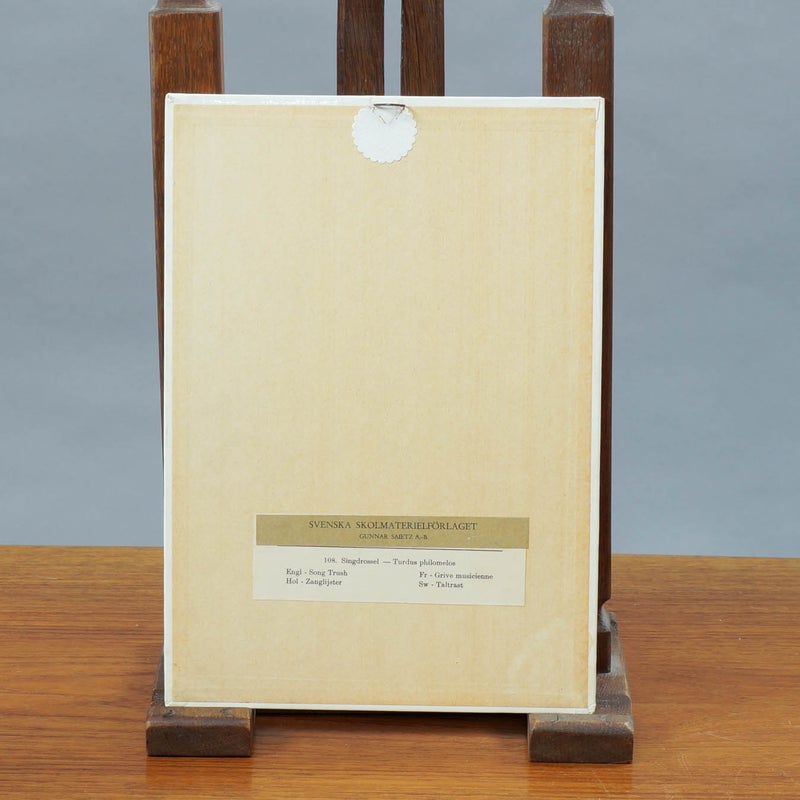 Vintage opetustaulu &ndash; Laulurastas (Turdus philomelos)