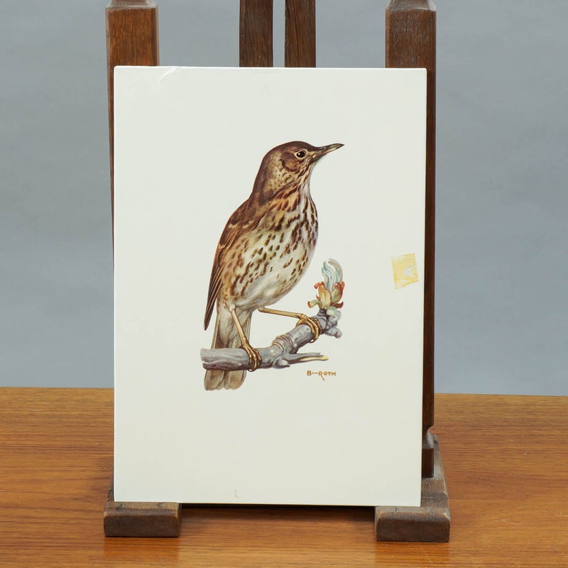 Vintage opetustaulu &ndash; Laulurastas (Turdus philomelos)