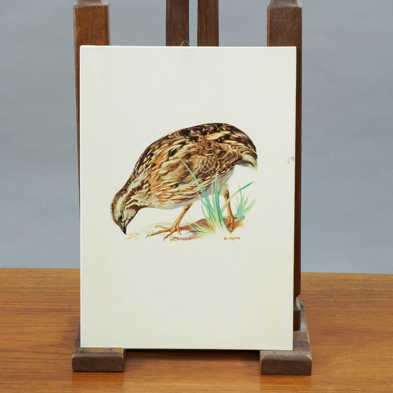 Vintage opetustaulu &ndash; Viiri&auml;inen (Coturnix coturnix)