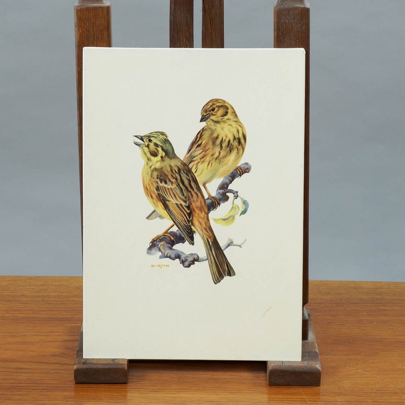 Vintage opetustaulu &ndash; Keltasirkku (Emberiza citrinella)