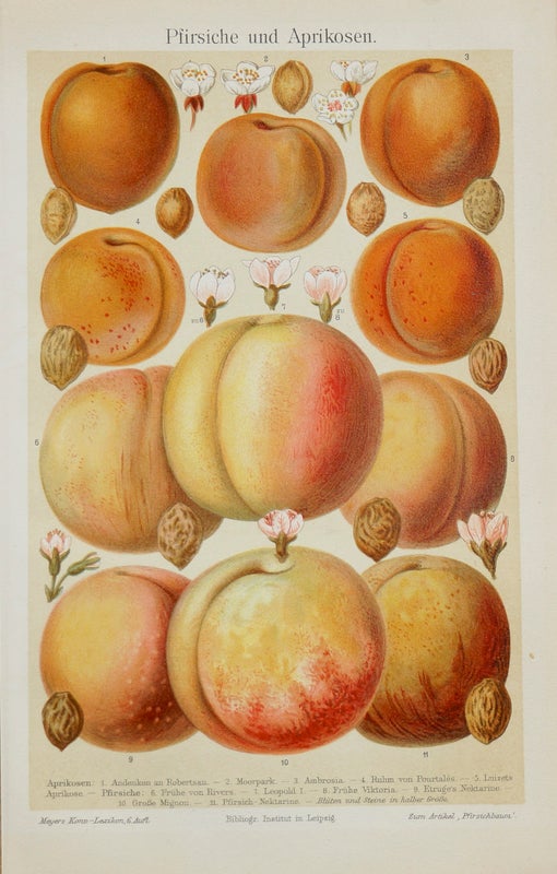 Pfirsiche und Aprikosen &ndash; Persikat ja aprikoosit kromolitografia