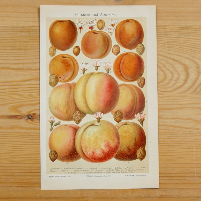 Pfirsiche und Aprikosen &ndash; Persikat ja aprikoosit kromolitografia