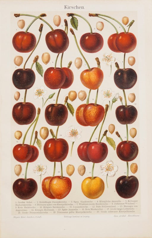 Kirschen &ndash; Kirsikkalajikkeet kromolitografia