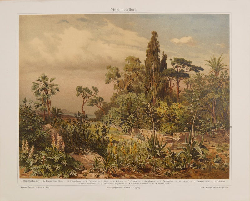 V&auml;limeren kasvillisuus &ndash; Kromolitografia