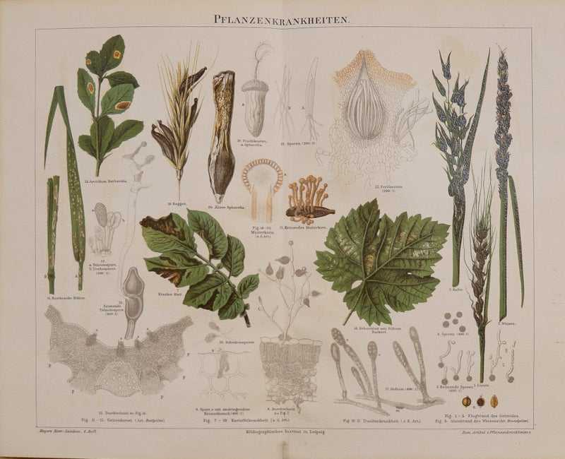 Kasvitaudit &ndash; kromolitografia