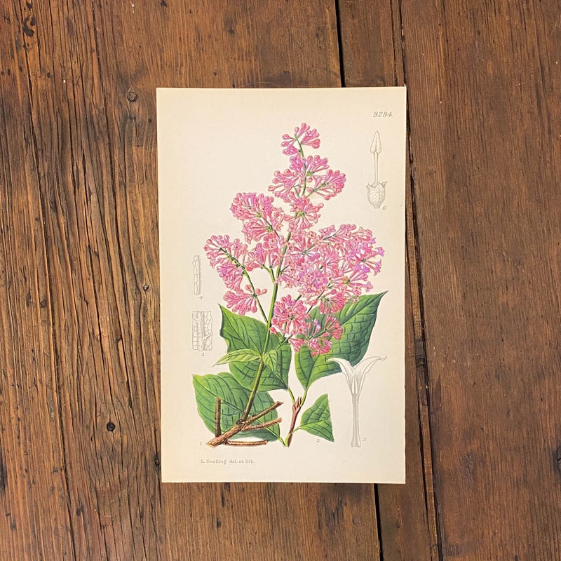 Villasyreeni (Syringa villosa) &ndash; v&auml;rilitografia 1932