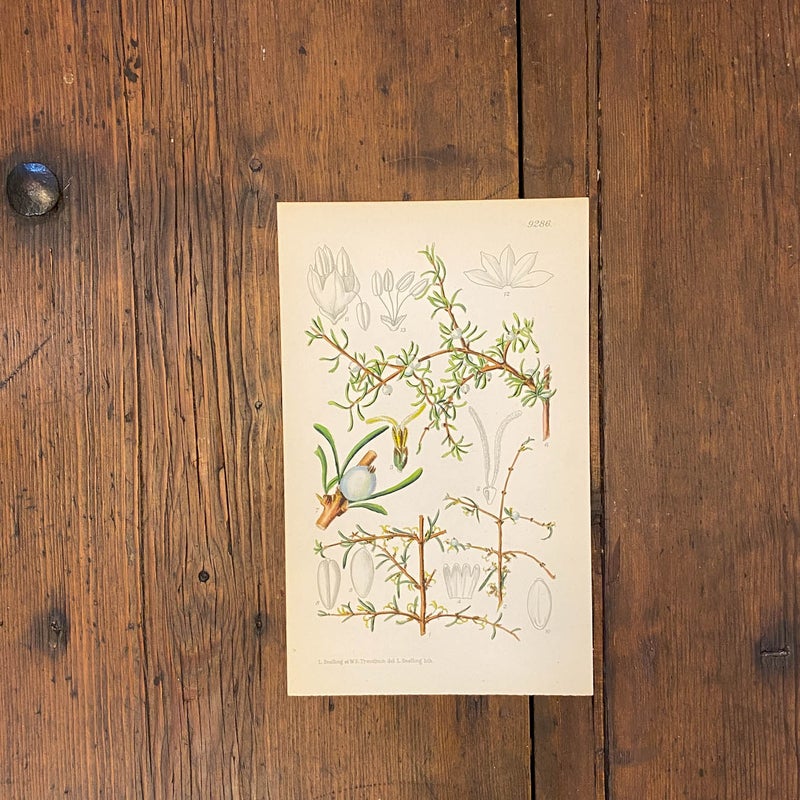 Coprosma propinqua &ndash; v&auml;rilitografia  1932