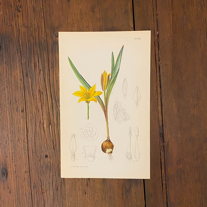 Parvitulppaani (Tulipa urumiensis) &ndash; alkuper&auml;inen kasvitieteellinen v&auml;rilitografia (1929)