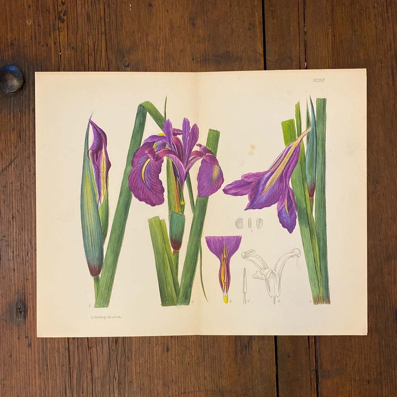 Kurjenmiekka &ndash; v&auml;rilitografia 1932