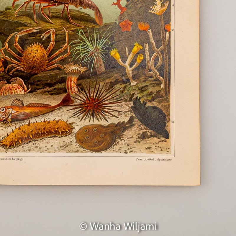 Merenel&auml;vi&auml; kromolitografi