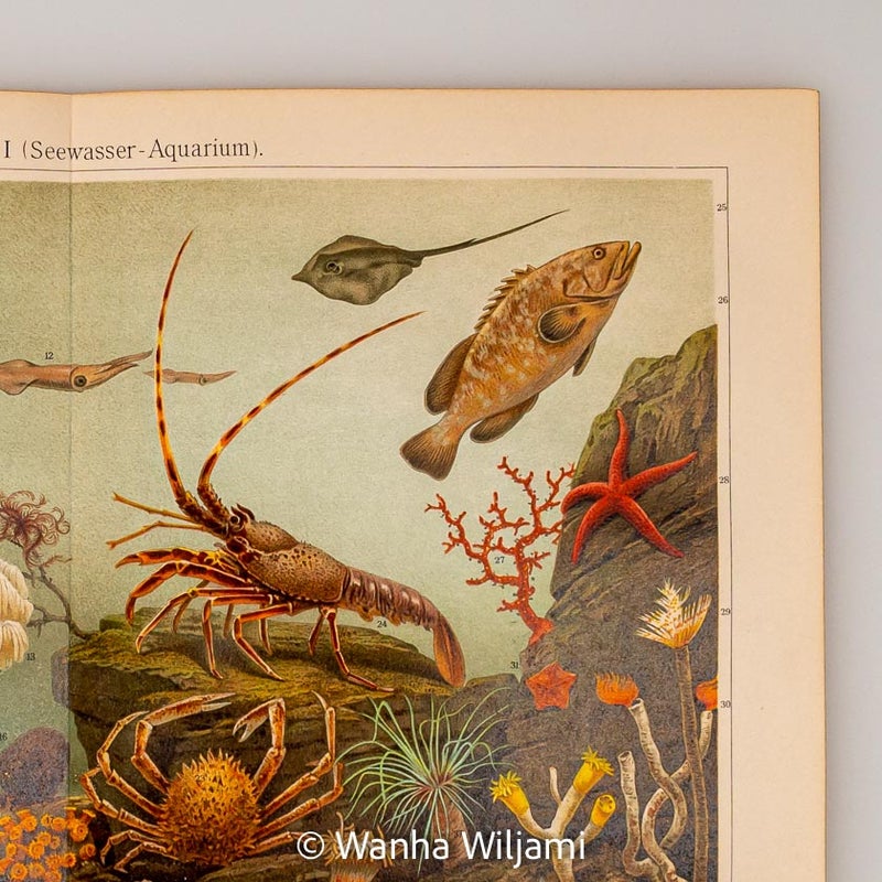 Merenel&auml;vi&auml; kromolitografi