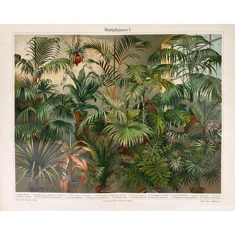 Huonekasvit 1 -  Kromolitografi