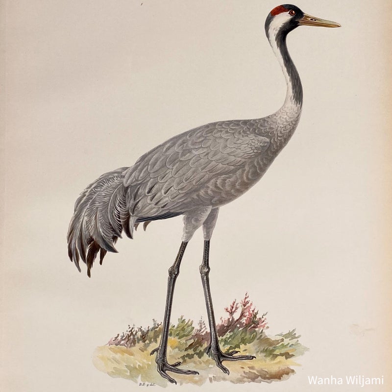 Kurki v&auml;rilitografi