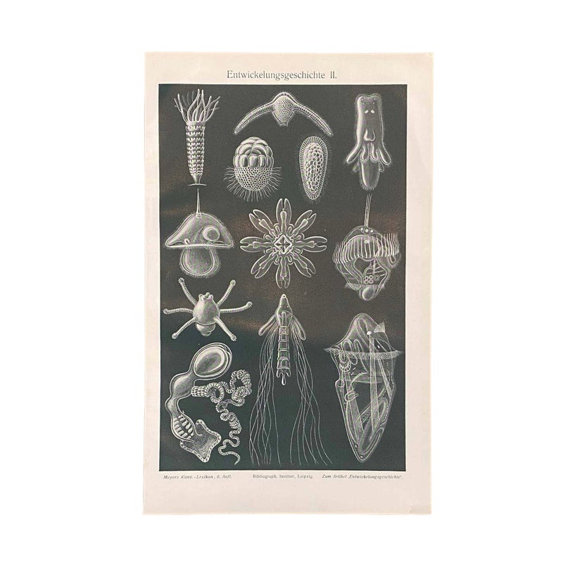 Vanha litografia  Kehityshistoria II (1900-luvun alku)