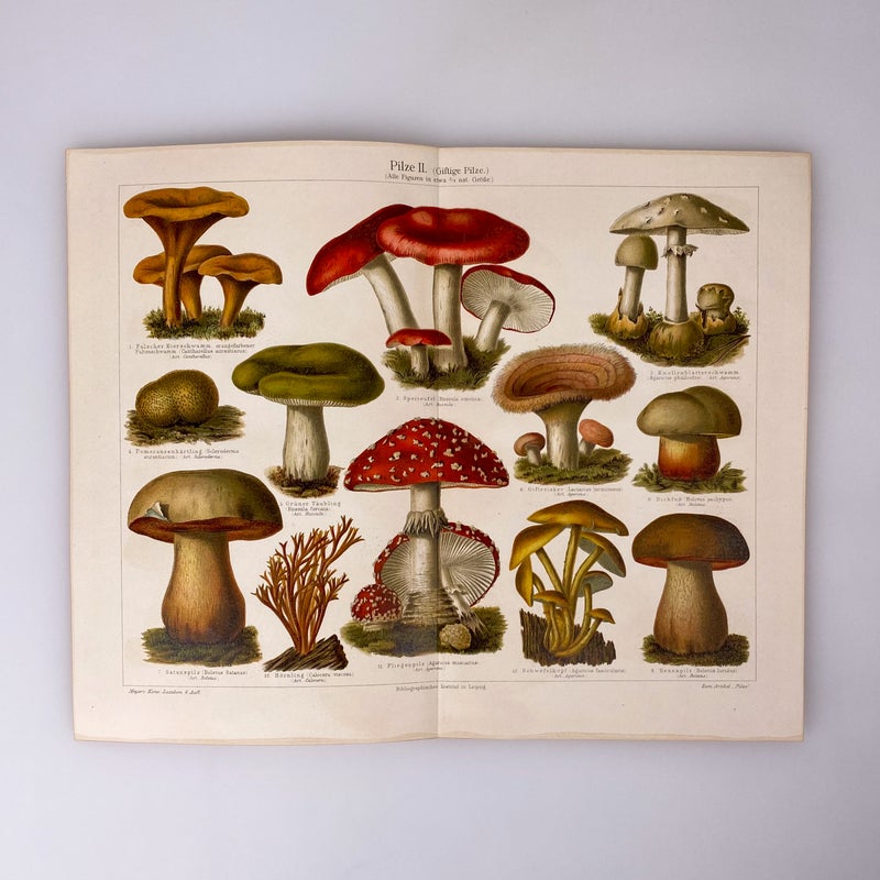 Myrkylliset sienet kromolitografi