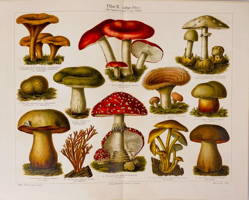 Myrkylliset sienet kromolitografi