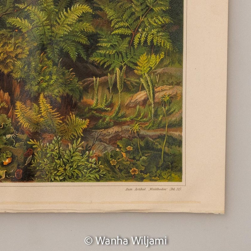 Aluskasvillisuus I kromolitografi