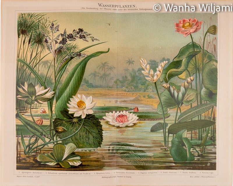 Kosteikkokasvi  - Kromolitografi