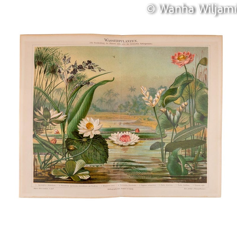 Kosteikkokasvi  - Kromolitografi