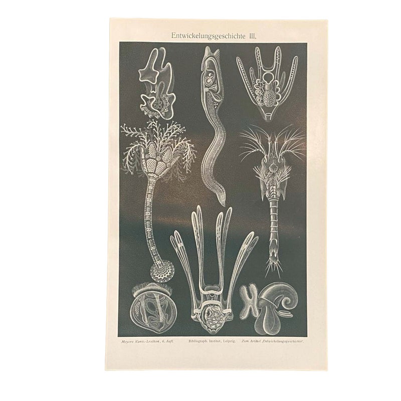 Vanha litografia Kehityshistoria III (biologia)