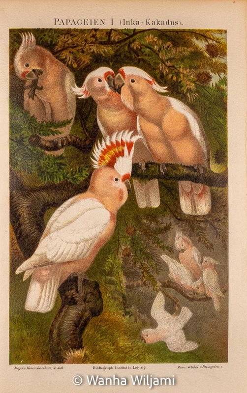 Papukaijat I  kromolitografi