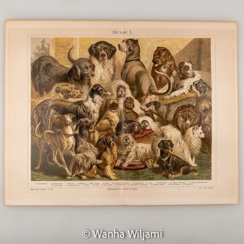 Koirat kromolitografi